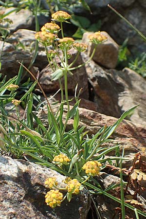 Bupleurum ranunculoides \ Berg-Hasenohr / Hare's Ear, F Pyrenäen/Pyrenees, Eyne 4.8.2018