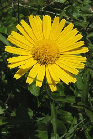 Buphthalmum salicifolium \ Weidenblttriges Ochsenauge, Rindsauge, F Allevard 11.6.2006