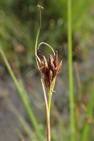 Rhynchospora fusca \ Braune Schnabelbinse, Braunes Schnabelried / Brown Beak Sedge, F Bitche 15.8.2021 Rhynchospora fusca \ Braune Schnabelbinse, Braunes Schnabelried / Brown Beak Sedge, F Bitche 15.8.2021
