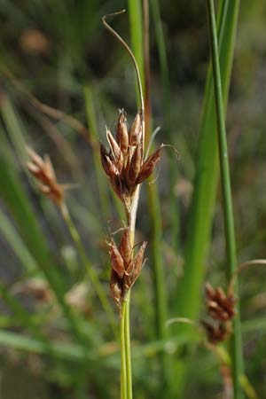 Rhynchospora fusca \ Braune Schnabelbinse, Braunes Schnabelried, F Bitche 15.8.2021