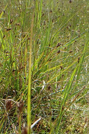 Rhynchospora fusca \ Braune Schnabelbinse, Braunes Schnabelried / Brown Beak Sedge, F Bitche 15.8.2021 Rhynchospora fusca \ Braune Schnabelbinse, Braunes Schnabelried / Brown Beak Sedge, F Bitche 15.8.2021