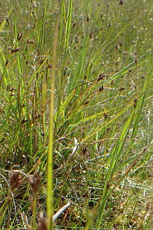 Rhynchospora fusca \ Braune Schnabelbinse, Braunes Schnabelried / Brown Beak Sedge, F Bitche 15.8.2021