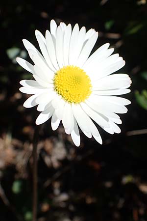 Bellis sylvestris \ Wald-Gnseblmchen / Southern Daisy, F Dept. Var, St. Zacharie 8.10.2021