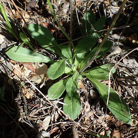 Bellis sylvestris \ Wald-Gnseblmchen / Southern Daisy, F Dept. Var, St. Zacharie 8.10.2021