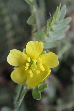 Tribulus terrestris \ Erd-Burzeldorn, F Vias Plage 20.8.2006