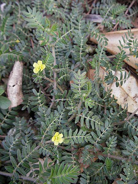 Tribulus terrestris / Small Caltrops, F Vias Plage 20.8.2006