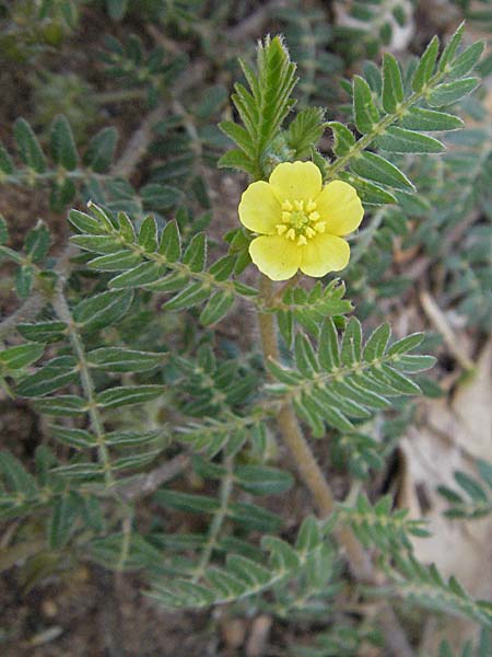 Tribulus terrestris, Erd-Burzeldorn