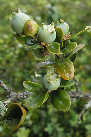 Buxus sempervirens \ Gewhnlicher Buchsbaum, F Causse du Larzac 15.5.2007