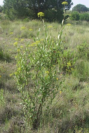 Bupleurum fruticosum \ Strauchiges Hasenohr / Shrubby Hare's Ear, F Toreilles 24.6.2008