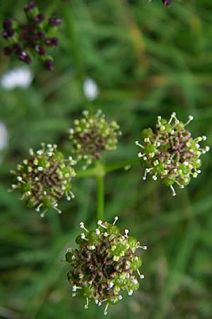 Selinum pyrenaeum \ Berg-Silge, Pyrenen-Brustwurz / Pyrenean Angelica, F Vogesen/Vosges, Le Markstein 3.8.2008