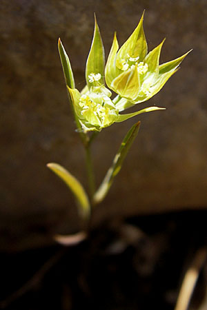 Bupleurum baldense \ Monte Baldo-Hasenohr / Small Hare's Ear, F Lac de Salagou 4.6.2009