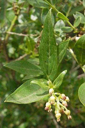 Coriaria myrtifolia \ Europischer Gerber-Strauch, Franzsischer Sumach / Myrtle-Leaved Coriaria, Currier's Sumach, F Lac de Salagou 4.6.2009