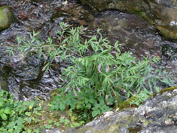 Buddleja davidii \ Chinesischer Fliederspeer, Schmetterlingsflieder, F Pyrenäen, Gorges de la Fou 10.8.2018