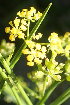 Bupleurum falcatum \ Langblttriges Hasenohr, Sichelblttriges Hasenohr, F Pyrenäen, Gorges de Galamus 23.7.2018