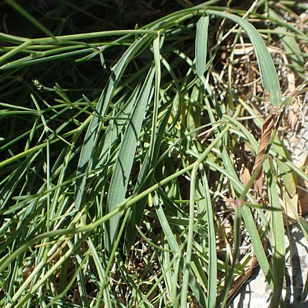 Bupleurum falcatum \ Langblttriges Hasenohr, Sichelblttriges Hasenohr / Sickle-Leaved Hare's Ear, F Pyrenäen/Pyrenees, Gorges de Galamus 23.7.2018