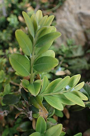 Buxus sempervirens \ Gewhnlicher Buchsbaum / Boxtree, F S. Sauveur-sur-Tinée 30.4.2023