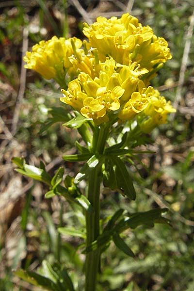 Barbarea intermedia \ Mittleres Barbarakraut, F Mont Aigoual 29.5.2009