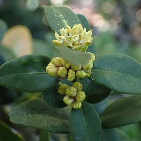 Buxus sempervirens \ Gewhnlicher Buchsbaum / Boxtree, F Castellane 15.3.2024