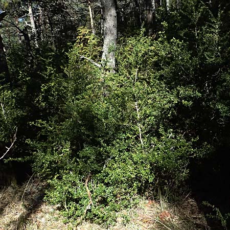 Buxus sempervirens / Boxtree, F Castellane 15.3.2024