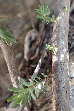 Rhamnus lycioides subsp. lycioides ? \ Bocksdornartiger Kreuzdorn / Mediterranean Buckthorn, Black Hawthorn, F Pyrenäen/Pyrenees, Caranca - Schlucht / Gorge 30.7.2018