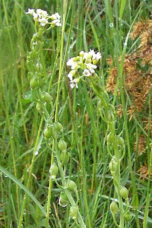 Calepina irregularis \ Wendich, Kalepine / White Ball-Mustard, F Causse du Larzac 15.5.2007