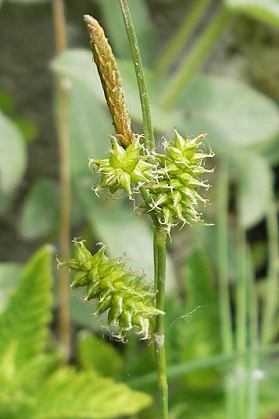 Carex viridula \ Spte Gelb-Segge / Little Green Sedge, Small-Fruited Yellow Sedge, F Saint Veran (Dourbie) 30.5.2009