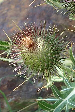 Cirsium eriophorum \ Wollkopf-Kratzdistel, Woll-Kratzdistel / Wooly Thistle, F Pyrenäen/Pyrenees, Segre - Schlucht / Gorge 2.8.2018