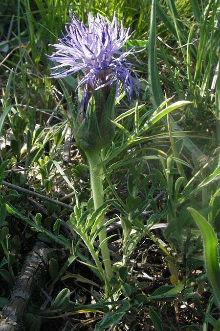 Carthamus mitissimus \ Blaue Frberdistel / Blue Safflower, F Causse du Larzac 7.6.2006