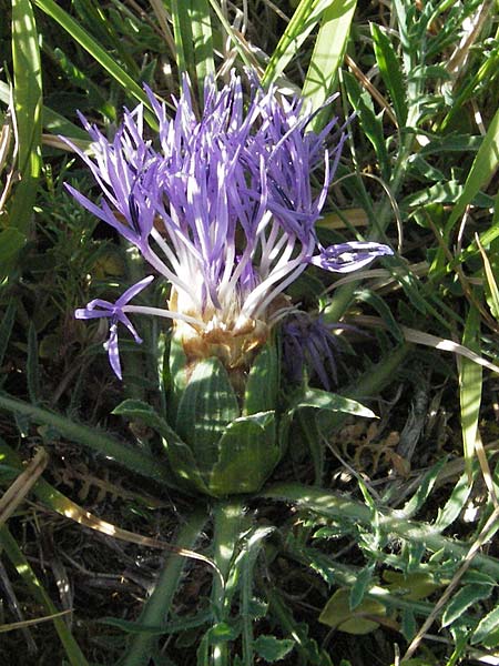 Carthamus mitissimus \ Blaue Frberdistel / Blue Safflower, F Causse du Larzac 7.6.2006