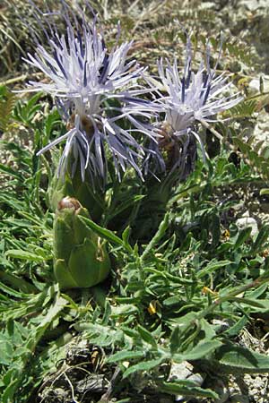 Carthamus mitissimus \ Blaue Frberdistel / Blue Safflower, F Dept. Aveyron,  Tiergues 8.6.2006