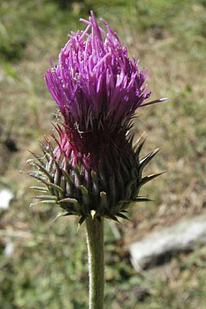 Carduus defloratus \ Alpen-Distel / Alpine Thistle, F Pyrenäen/Pyrenees, Eyne 9.8.2006