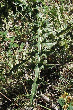 Carduus defloratus \ Alpen-Distel / Alpine Thistle, F Pyrenäen/Pyrenees, Eyne 9.8.2006