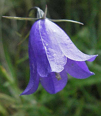 Campanula rotundifolia \ Rundblttrige Glockenblume / Harebell, Andorra Estany de Pessons 10.8.2006