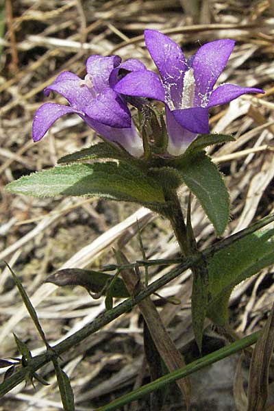 Campanula glomerata \ Knuel-Glockenblume / Clustered Bellflower, F Montsegur 15.8.2006