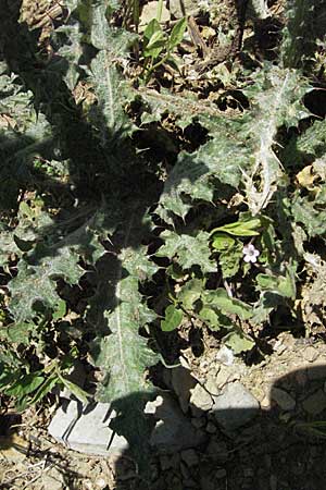 Carduus acanthoides \ Weg-Distel / Welted Thistle, F Castellane 12.5.2007