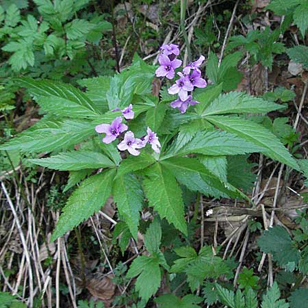 Cardamine pentaphyllos \ Fnfblttrige Zahnwurz, Finger-Zahnwurz / Five-Leaved Coral-Root, F Pyrenäen/Pyrenees, Mont Louis 13.5.2007