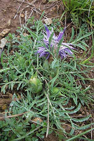 Carthamus mitissimus \ Blaue Frberdistel / Blue Safflower, F Severac-le-Chateau 16.5.2007