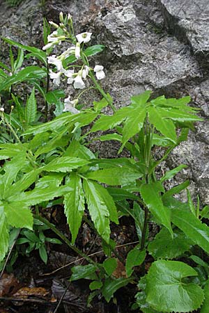 Cardamine heptaphylla \ Siebenblttrige Zahnwurz / Pinnate Coral-Root, F Col de Menèe 17.5.2007