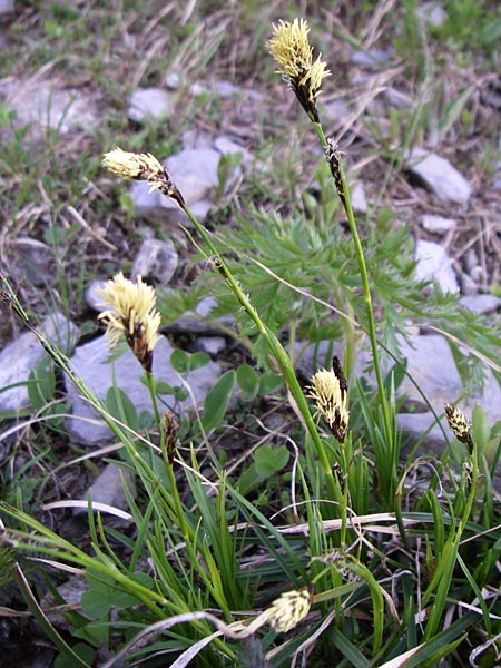 Carex ericetorum \ Heide-Segge / Heath Sedge, F Col du Galibier 21.6.2008