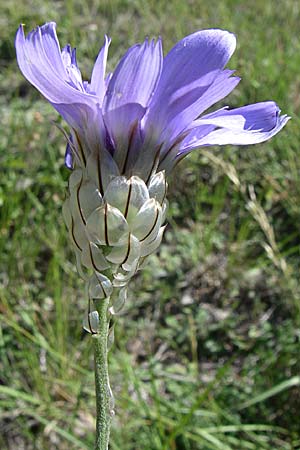 Catananche caerulea \ Blaue Rasselblume, F Moustiers-St-Marie 23.6.2008