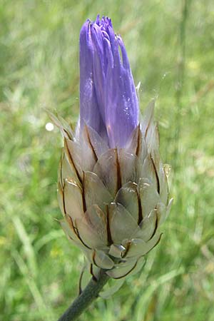 Catananche caerulea \ Blaue Rasselblume / Blue Cupidone, F Moustiers-St-Marie 23.6.2008