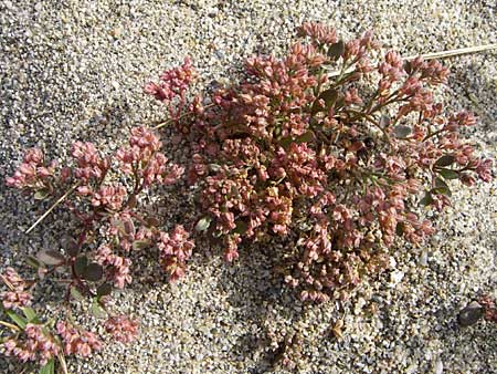 Polycarpon tetraphyllum \ Vierblttriges Nagelkraut / Four-Leaved Allseed, F Toreilles 24.6.2008