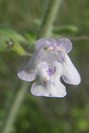 Clinopodium menthifolium subsp. ascendens \ Aufsteigende Bergminze / Common Calamint, F Toreilles 24.6.2008