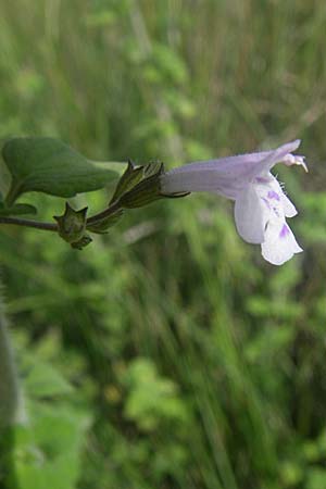 Clinopodium menthifolium subsp. ascendens / Common Calamint, F Toreilles 24.6.2008