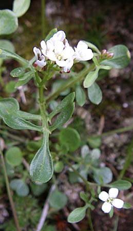 Cardamine resedifolia \ Resedenblttriges Schaumkraut, F Pyrenäen, Eyne 25.6.2008