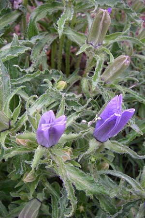 Campanula speciosa \ Pyrenen-Glockenblume / Pyrenean Bellflower, F Pyrenäen/Pyrenees, Querigut 27.6.2008