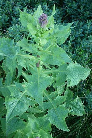 Cicerbita alpina / Alpine Blue Sow-Thistle, F Col de Saisies 28.6.2008