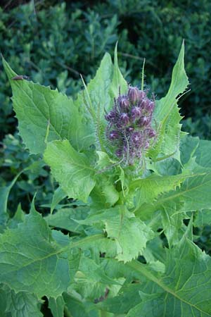 Cicerbita alpina / Alpine Blue Sow-Thistle, F Col de Saisies 28.6.2008