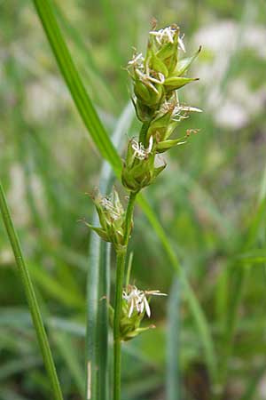 Carex spicata \ Stachel-Segge, Korkfrchtige Segge, F La Couvertoirade 27.5.2009