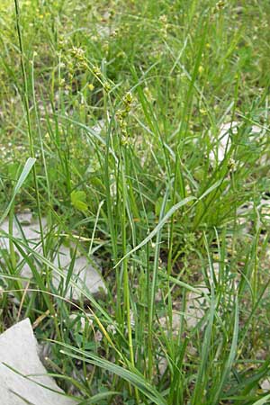 Carex spicata \ Stachel-Segge, Korkfrchtige Segge / Spicate Sedge, Prickly Sedge, F La Couvertoirade 27.5.2009